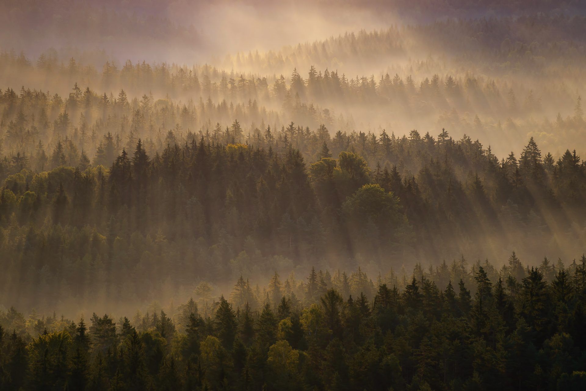 Forest Contrast Microscope From Satellite Screening to UAV Hyperspectral Diagnostics: Advancing ...